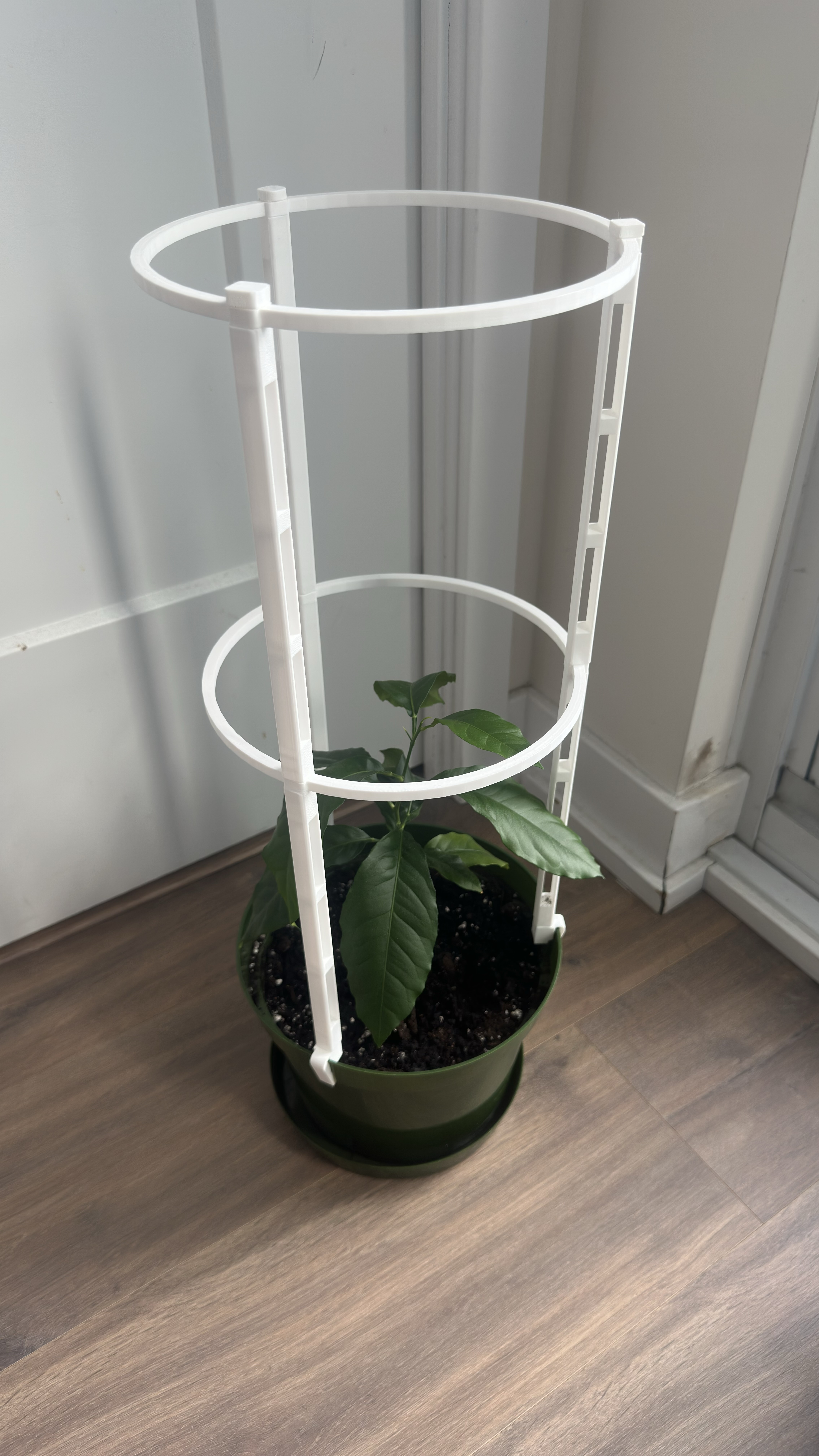 Photo: white printed trellis in a green pot with a small tree seedling